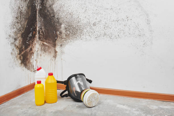 Best Bathroom Mold Remediation in Bangor, WI