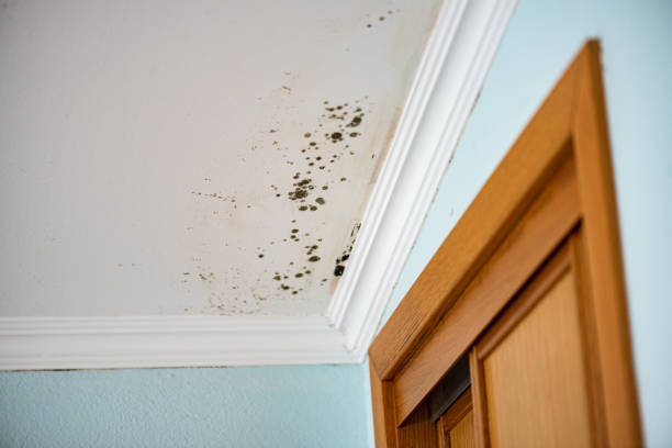 Best Health and Safety Mold Remediation in Bangor, WI