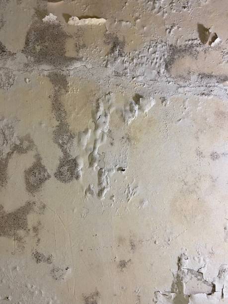 Best Localized Mold Remediation (e.g., coastal areas, humid climates) in Bangor, WI