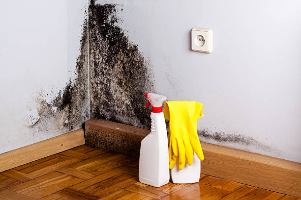 Best White Mold Remediation in Bangor, WI
